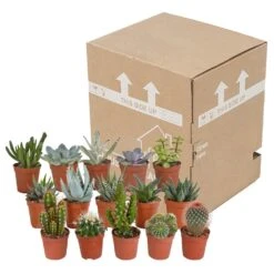 Cactus Et Succulentes, Box De 15 Plantes - H8cm, ø5,5cm - Plantes D'intérieur -Magasin De Graines De Plantes 02478b3ba3355e15