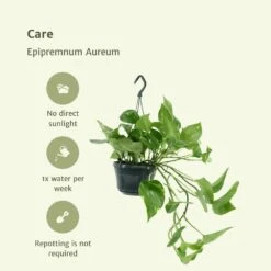Epipremnum Aureum Scindapsus X2 - H25cm, ø15cm - Plante D'intérieur 9 Epipremnum Aureum Scindapsus X2 - H25cm, ø15cm - Plante D'intérieur -Magasin De Graines De Plantes 02e9e418984afe54