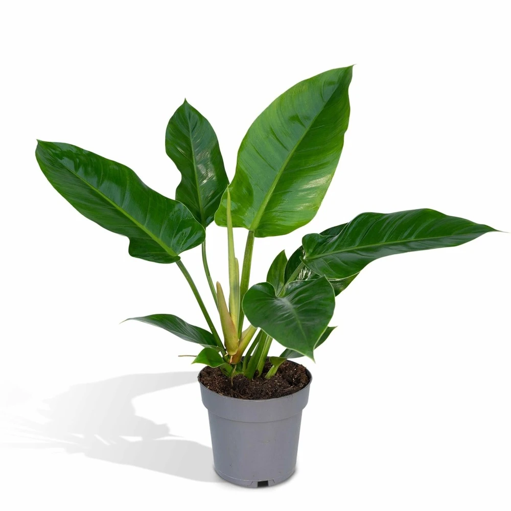 Philodendron Imperial Green - H65cm - ø19cm - Plante D'intérieur 1 Philodendron Imperial Green - H65cm - ø19cm - Plante D'intérieur
