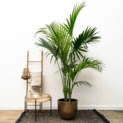 Palmier Kentia Xxxl - H230cm - Très Grande Plante D'intérieur 5 Palmier Kentia Xxxl - H230cm - Très Grande Plante D'intérieur -Magasin De Graines De Plantes 04a7973c82c76aae