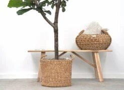 Ficus Lyrata Boom Xxl - H180cm, ø30cm - Très Grande Plante D'intérieur -Magasin De Graines De Plantes 04c35981803d9394