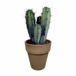 Myrtillocactus - H40cm, ø17cm - Plante D'intérieur Facile D'entretien