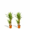 Yucca X2 - H90cm, ø17cm - Grandes Plantes D'intérieur