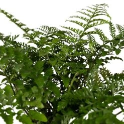 Asplenium Parvati - H30cm, ø17cm - Plante D'intérieur 7 Asplenium Parvati - H30cm, ø17cm - Plante D'intérieur -Magasin De Graines De Plantes 07ae760fbc4af9f2