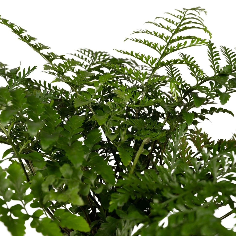 Asplenium Parvati - H30cm, ø17cm - Plante D'intérieur 3 Asplenium Parvati - H30cm, ø17cm - Plante D'intérieur – Image 3