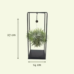 Tillandsia Et Son Support En Cube - H35cm, ø20cm - Plante D'intérieur Tombante 8 Tillandsia Et Son Support En Cube - H35cm, ø20cm - Plante D'intérieur Tombante -Magasin De Graines De Plantes 07dcd3d6b0c49e5f