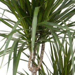Dracaena Marginata - H115cm, ø21cm - Très Grande Plante D'intérieur -Magasin De Graines De Plantes 07fbb3a2dafa42b8