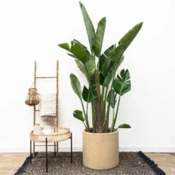 Strelitzia Augusta Xxl - H250cm, ø45cm - Très Grande Plante D'intérieur 6 Strelitzia Augusta Xxl - H250cm, ø45cm - Très Grande Plante D'intérieur -Magasin De Graines De Plantes 0d817cdedf68ba12