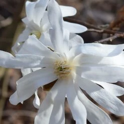 Magnolia étoilé Stellata/pot De 4l - 40/60 Cm 6 Magnolia étoilé Stellata/pot De 4l - 40/60 Cm -Magasin De Graines De Plantes 0de970d8753b98f4