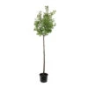 Abricotier 'Bergeval'® :1/2 Tige Pot