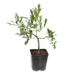 Combava AB 'Citrus Hystrix' Pot 3L -Magasin De Graines De Plantes 1022437 004