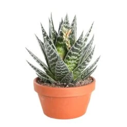 Cactus Et Succulente Mix : Pot D.17cm - H.20cm 5 Cactus Et Succulente Mix : Pot D.17cm - H.20cm -Magasin De Graines De Plantes 1024299 006