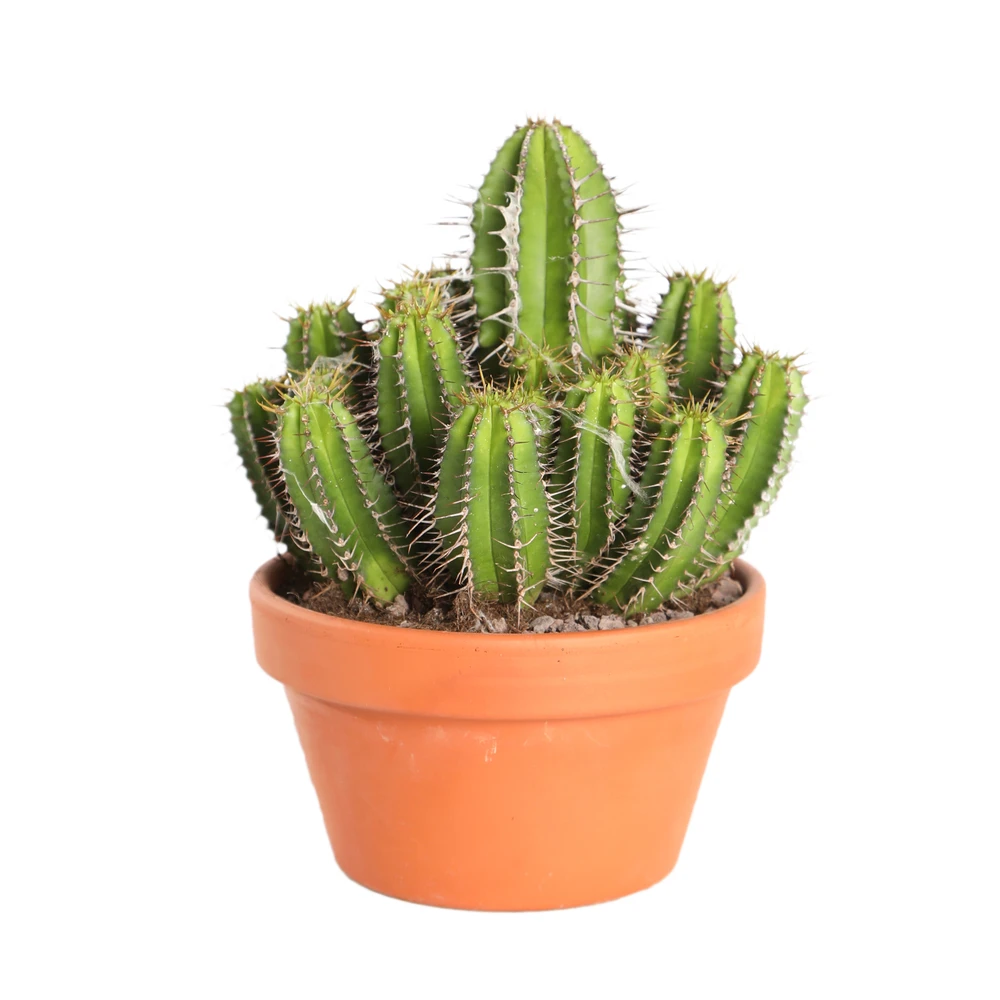 Cactus Et Succulente Mix : Pot D.17cm - H.20cm 1 Cactus Et Succulente Mix : Pot D.17cm - H.20cm