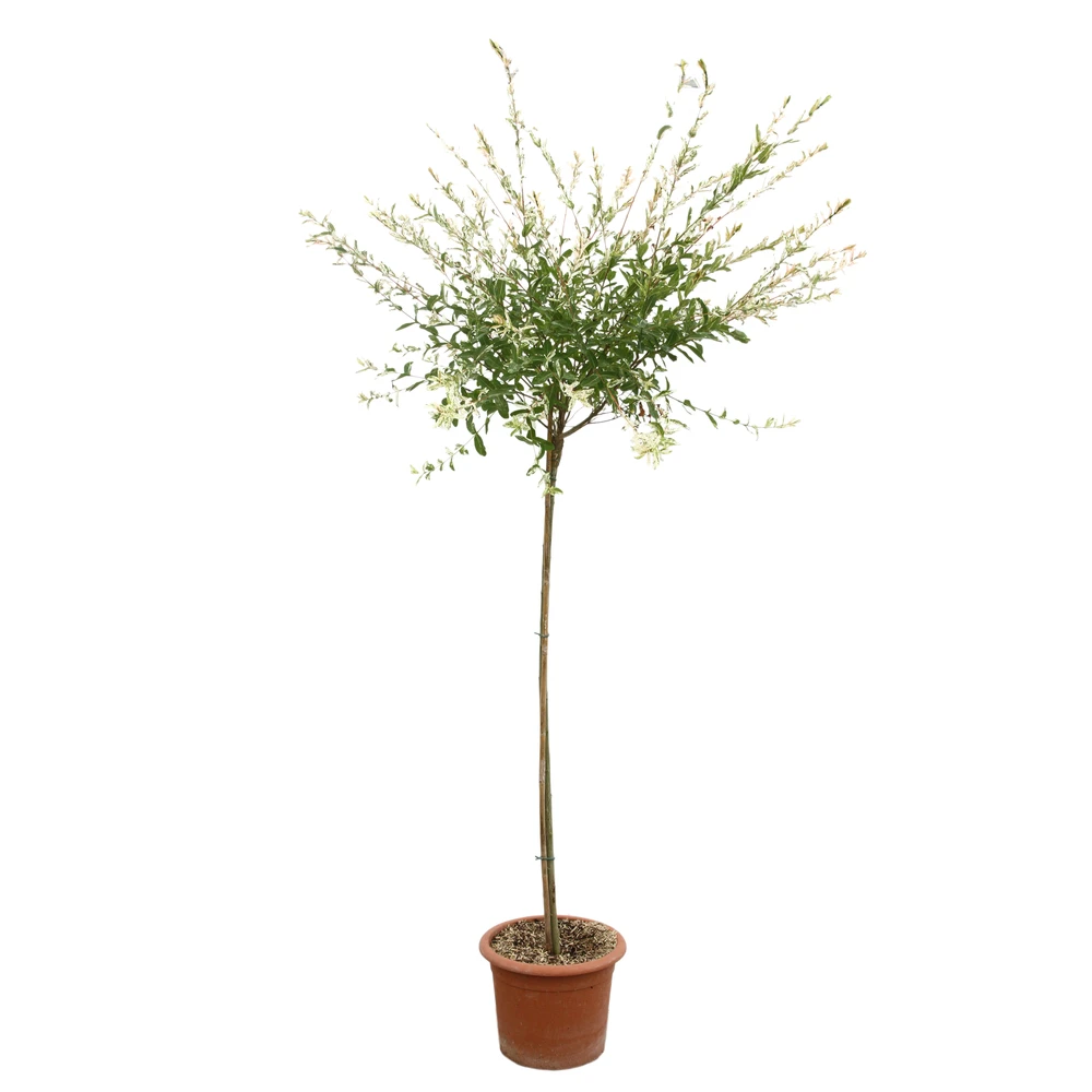 Salix Integra 'hakuro Nishiki': H.120cm Pot 15L 2 Salix Integra 'hakuro Nishiki': H.120cm Pot 15L – Image 2