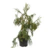 Cryptomeria Japonica 'Rasen-sugi' Pot 7,50 L