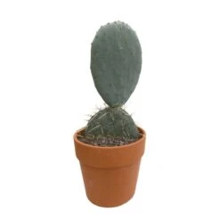Cactus : H40cm Pot Terre Cuite D20 Cm -Magasin De Graines De Plantes 1043860 002