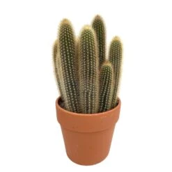 Cactus : H40cm Pot Terre Cuite D20 Cm -Magasin De Graines De Plantes 1043860 004