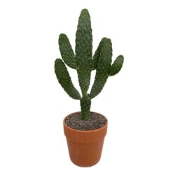 Cactus : H40cm Pot Terre Cuite D20 Cm -Magasin De Graines De Plantes 1043860 006