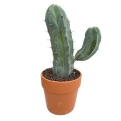 Cactus : H40cm Pot Terre Cuite D20 Cm -Magasin De Graines De Plantes 1043860 007