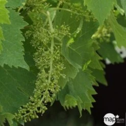 Vigne Variée : Pot 25L -Magasin De Graines De Plantes 1045083 1734520