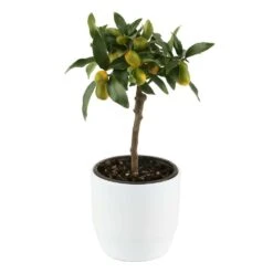 Kumquat Sur 1/4 Tige : Pot 2L 7 Kumquat Sur 1/4 Tige : Pot 2L -Magasin De Graines De Plantes 1045106 004
