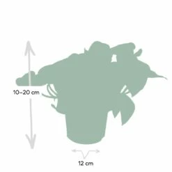 Epipremnum Happy Leaf Scindapsus - H15cm, ø12cm - Plante D'intérieur Tombante -Magasin De Graines De Plantes 1046f5608f3c7eca