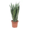 Sansevieria ' Zeylanica' H85cm : Pot D25cm