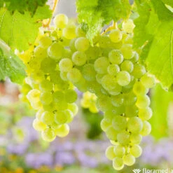 Vigne Variée : Pot 100L -Magasin De Graines De Plantes 1056072 2115060 1