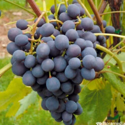 Vigne Variée : Pot 100L -Magasin De Graines De Plantes 1056072 2115063 1