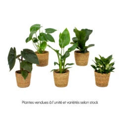 Mix Plantes Vertes, Variétés Variables : Vannerie D12cm -Magasin De Graines De Plantes 1066833 2072083