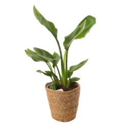 Mix Plantes Vertes, Variétés Variables : Vannerie D12cm -Magasin De Graines De Plantes 1066833 2124786