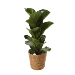 Mix Plantes Vertes, Variétés Variables : Vannerie D12cm -Magasin De Graines De Plantes 1066833 2124789