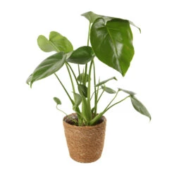Mix Plantes Vertes, Variétés Variables : Vannerie D12cm -Magasin De Graines De Plantes 1066833 2124792