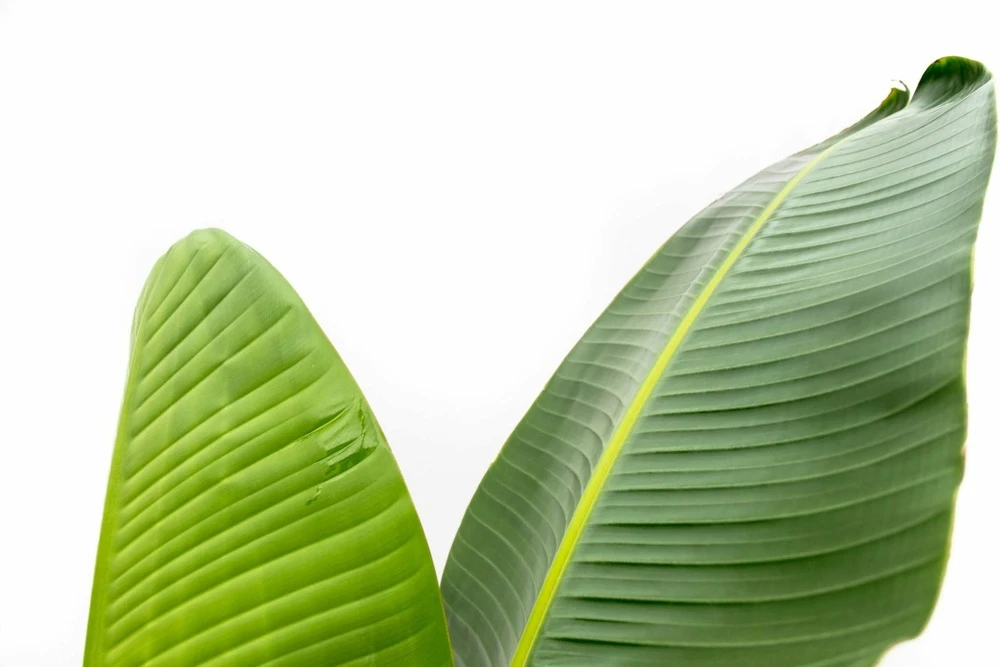 Strelitzia Augusta Xxl - H210cm, ø30cm - Très Grande Plante D'intérieur 4 Strelitzia Augusta Xxl - H210cm, ø30cm - Très Grande Plante D'intérieur – Image 4