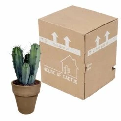 Myrtillocactus - H40cm, ø17cm - Plante D'intérieur Facile D'entretien 7 Myrtillocactus - H40cm, ø17cm - Plante D'intérieur Facile D'entretien -Magasin De Graines De Plantes 119cfd77764afc00