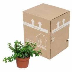 Portulacaria Afra - H25cm, ø10,5cm - Plante D'intérieur -Magasin De Graines De Plantes 14989b04955025a5