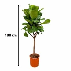 Ficus Lyrata Boom Xxl - H180cm, ø30cm - Très Grande Plante D'intérieur -Magasin De Graines De Plantes 14ad4fa596a5db69