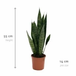Sansevieria Zeylanica - H55cm, ø14cm - Plante D'intérieur Sans Entretien 8 Sansevieria Zeylanica - H55cm, ø14cm - Plante D'intérieur Sans Entretien -Magasin De Graines De Plantes 14b7b0a41e32bd54