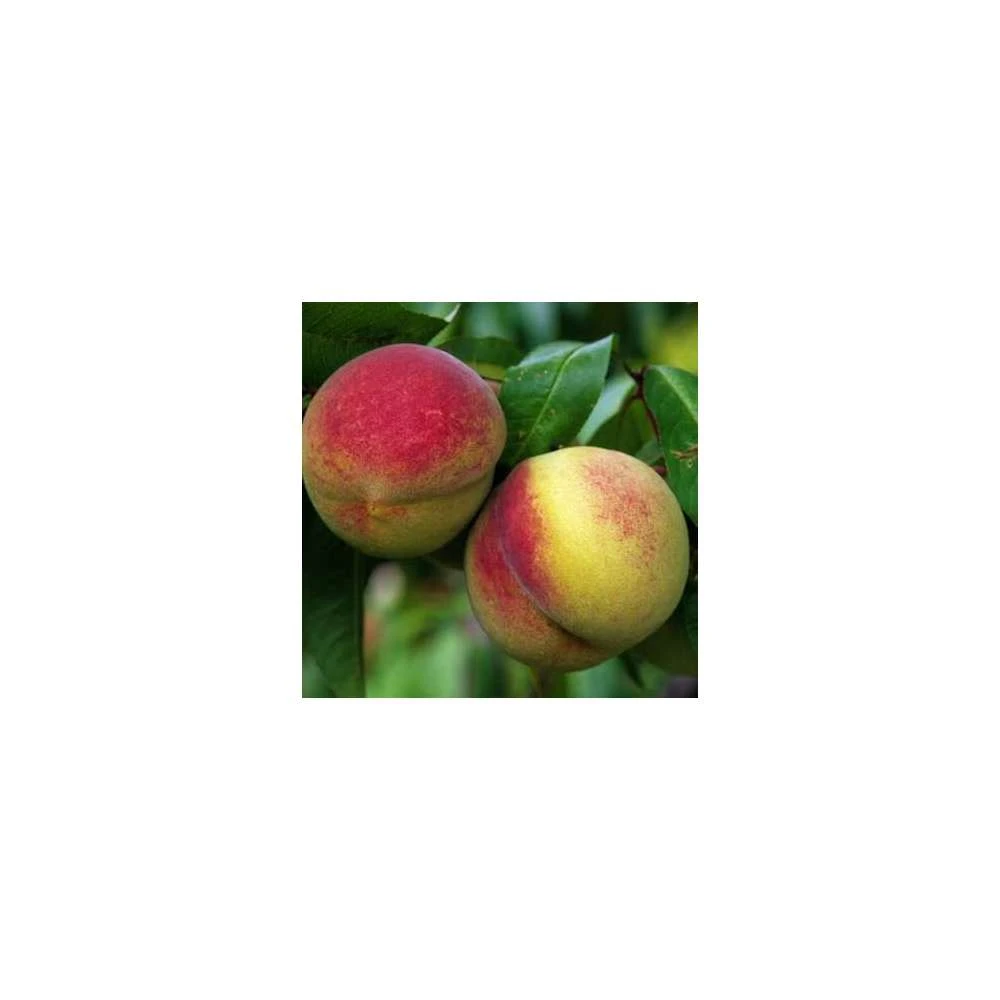 Pêcher Charles Ingouf : Gobelet 3 Ans D'âge Ctr 12 Litres 1 Pêcher Charles Ingouf : Gobelet 3 Ans D'âge Ctr 12 Litres