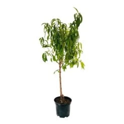 Pêcher Charles Ingouf : Gobelet 3 Ans D'âge Ctr 12 Litres 5 Pêcher Charles Ingouf : Gobelet 3 Ans D'âge Ctr 12 Litres -Magasin De Graines De Plantes 150665 004