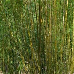 Bambou : Pot De 5 Litres -Magasin De Graines De Plantes 15449 003