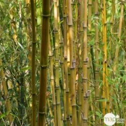 Bambou : Pot De 5 Litres -Magasin De Graines De Plantes 15449 004