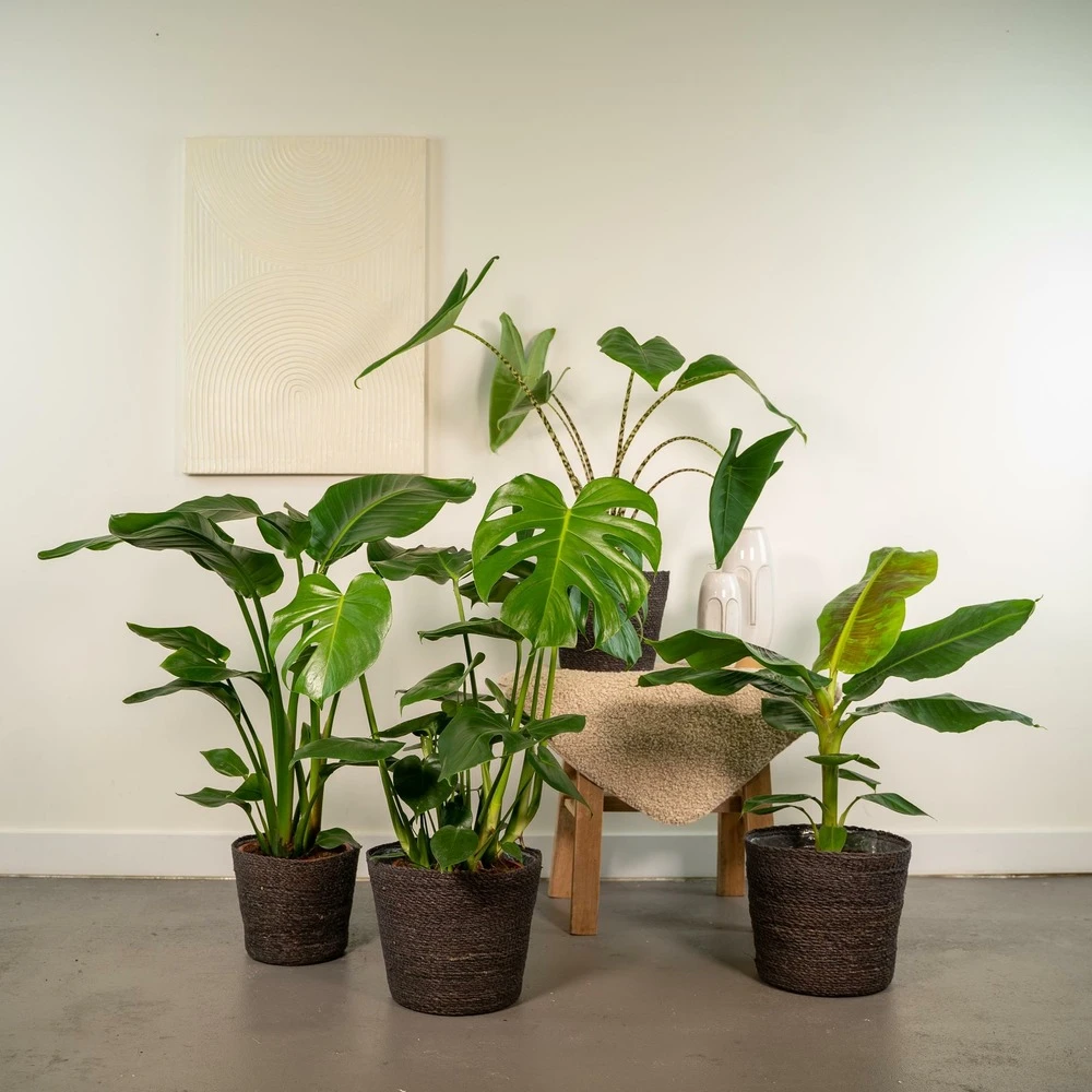 Alocasia Zebrina, Monstera Deliciosa, Bananier Musa, Strelitzia Nicolai - Grandes Plantes D'intérieur 2 Alocasia Zebrina, Monstera Deliciosa, Bananier Musa, Strelitzia Nicolai - Grandes Plantes D'intérieur – Image 2