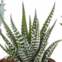 Gasteria, Haworthia Et Leurs Caches-pots, Box De 5 Plantes - H11cm, ø6,5cm - Plantes D'intérieur -Magasin De Graines De Plantes 15aaf867e861acbf