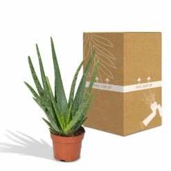 Aloe Vera - H30cm, ø12cm - Plante D'intérieur Succulente 8 Aloe Vera - H30cm, ø12cm - Plante D'intérieur Succulente -Magasin De Graines De Plantes 16c113bef3fab416