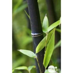 Bambou Moyen Phyllostachys Nigra 150/200 Cm: Pot De 18 Litres -Magasin De Graines De Plantes 170450 001