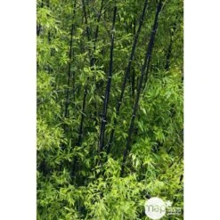 Bambou Moyen Phyllostachys Nigra 150/200 Cm: Pot De 18 Litres -Magasin De Graines De Plantes 170450 002