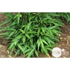 Bambou Moyen Phyllostachys Nigra 150/200 Cm: Pot De 18 Litres -Magasin De Graines De Plantes 170450 003