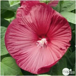 Hibiscus Moscheutos : Conteneur De 5 Litres -Magasin De Graines De Plantes 171264 001