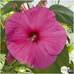 Hibiscus Moscheutos : Conteneur De 5 Litres -Magasin De Graines De Plantes 171264 002